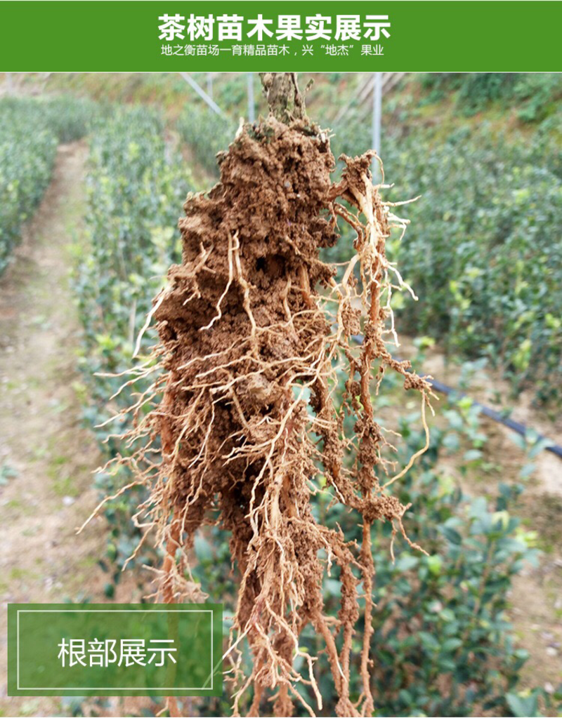油茶苗，限量供应多年生湘林系列裸根良种苗，手续齐全