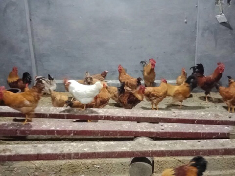 鸡纯放养母鸡吃玉米淀粉！鸡肉黄！好吃