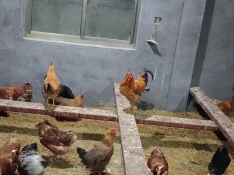 鸡纯放养母鸡吃玉米淀粉！鸡肉黄！好吃