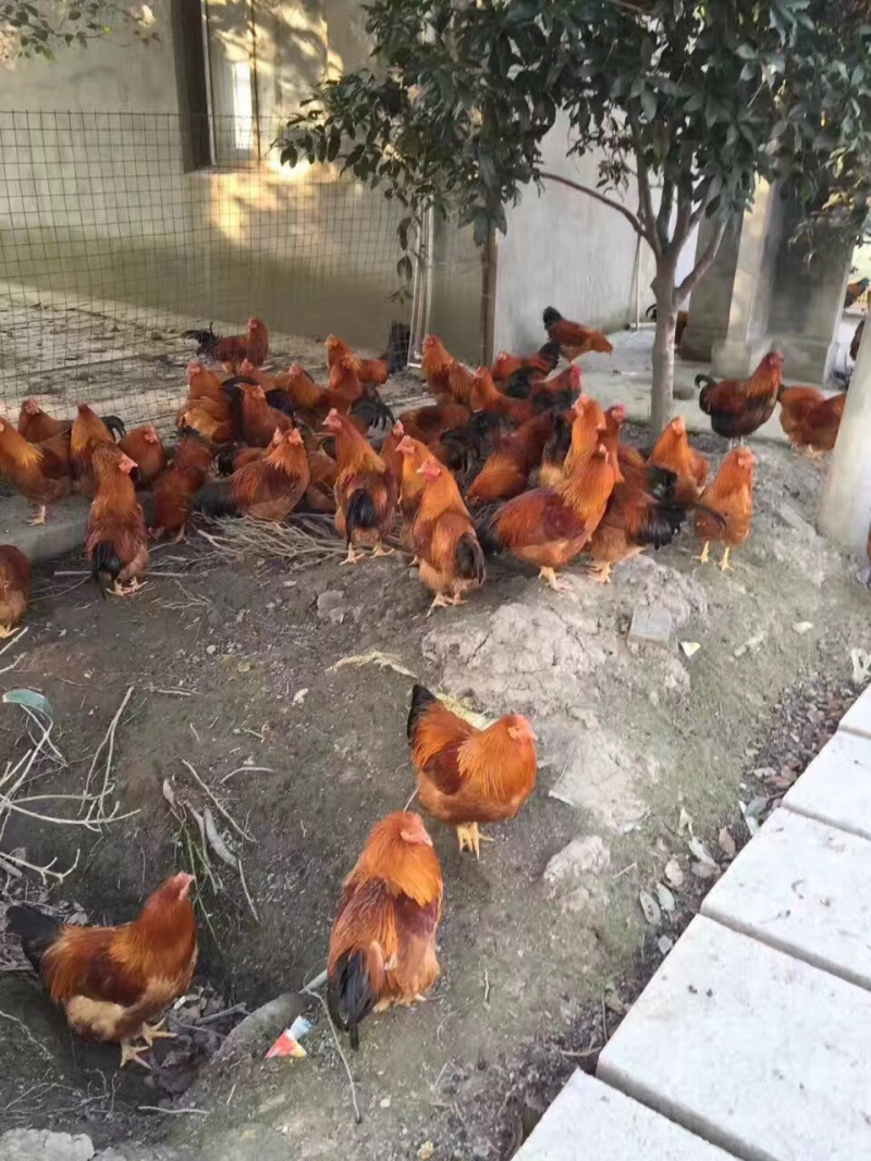 鸡纯放养母鸡吃玉米淀粉！鸡肉黄！好吃