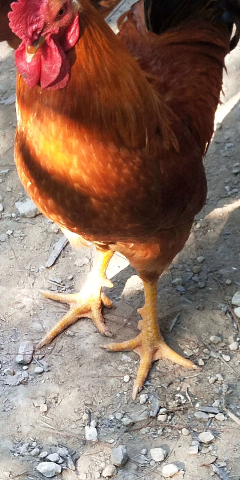 鸡纯放养母鸡吃玉米淀粉！鸡肉黄！好吃