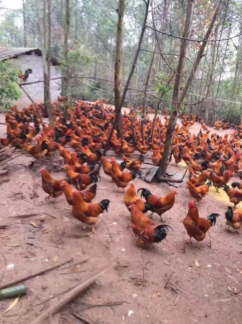 鸡纯放养母鸡吃玉米淀粉！鸡肉黄！好吃