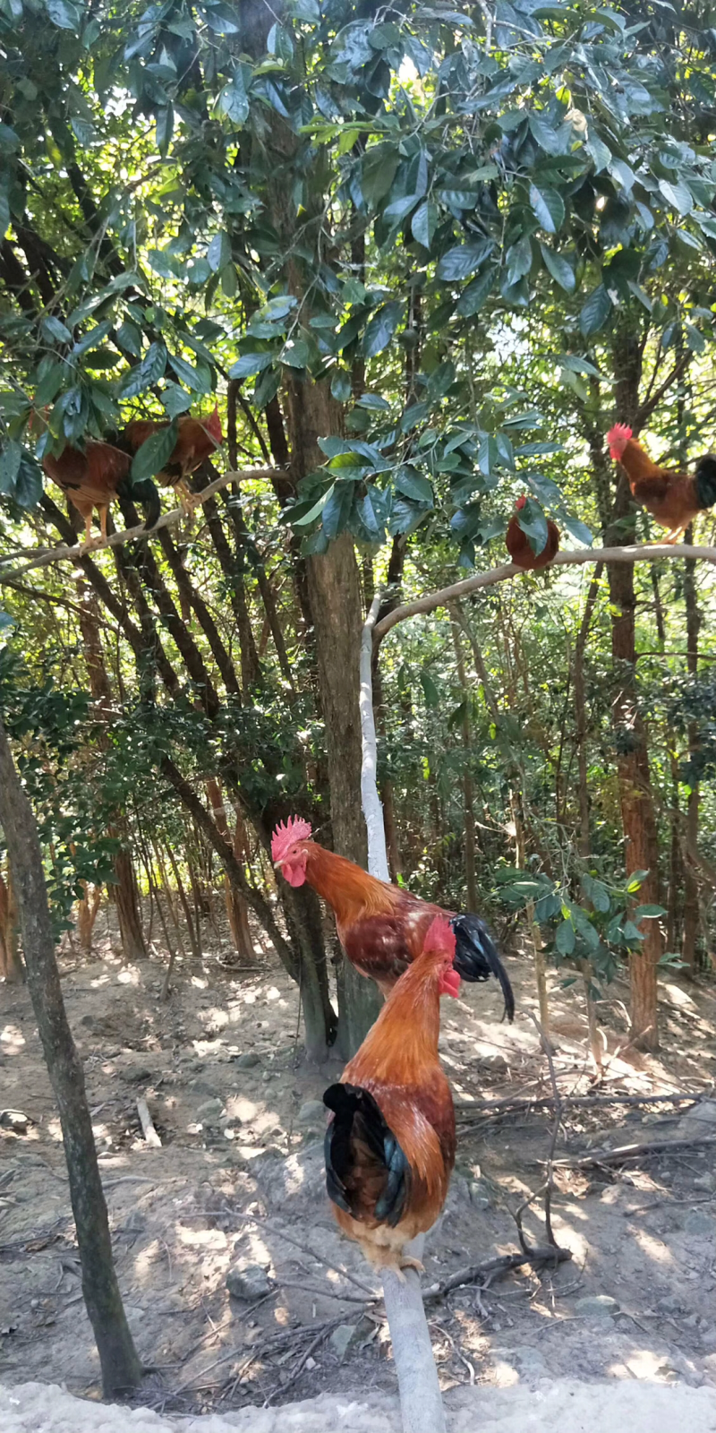 鸡纯放养母鸡吃玉米淀粉！鸡肉黄！好吃