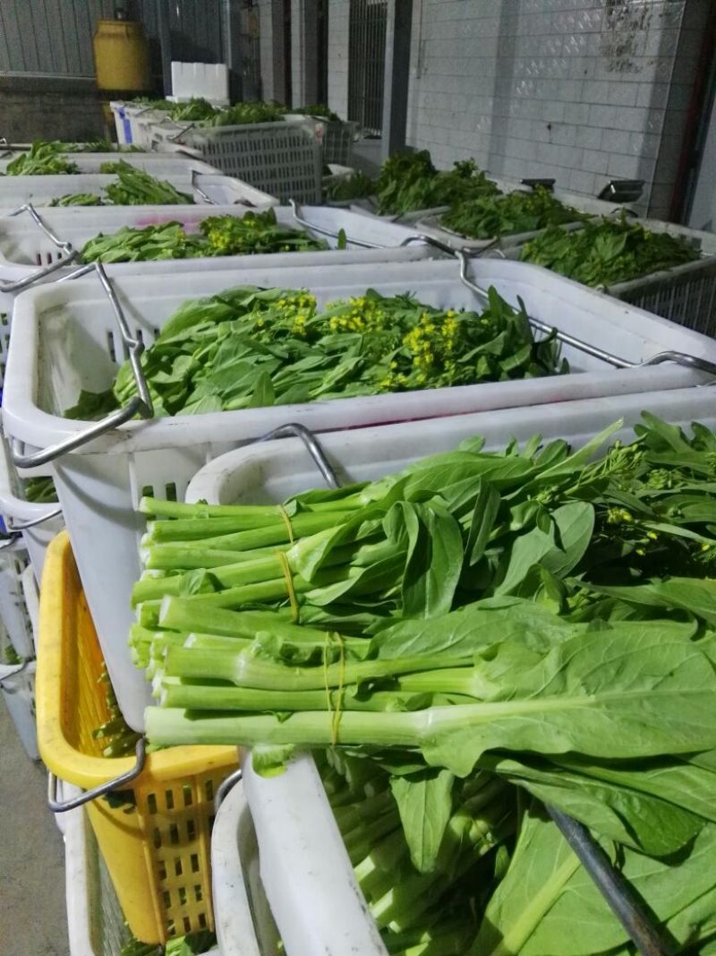 白菜苔30~40厘米