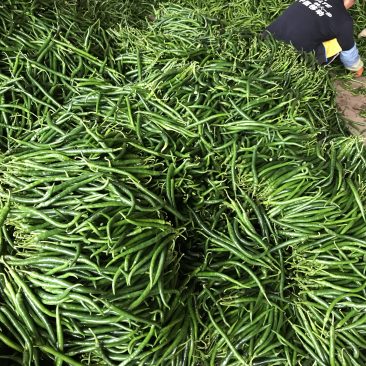 广东雷州辣椒🌶️基地