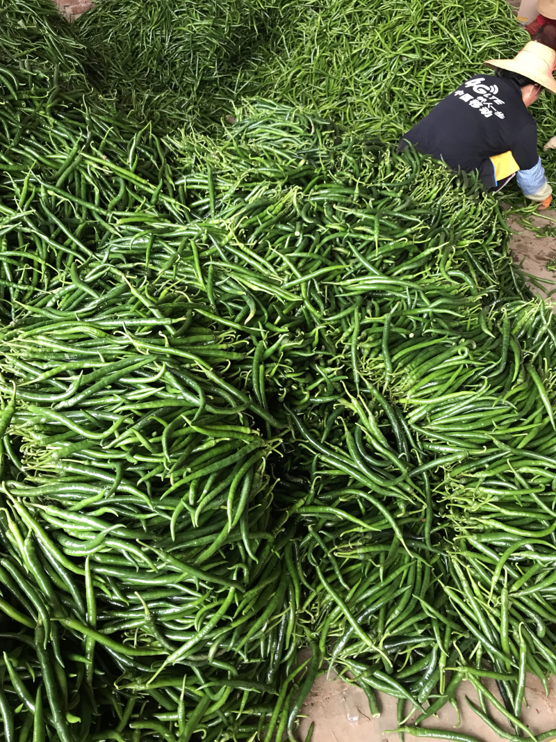 广东雷州辣椒🌶️基地