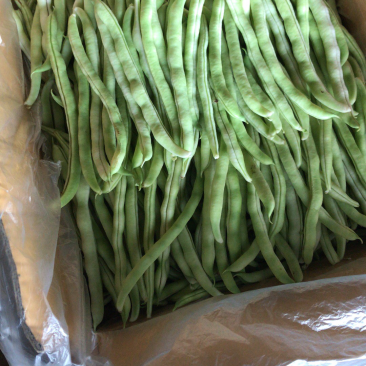 广东雷州四季豆大量上市！