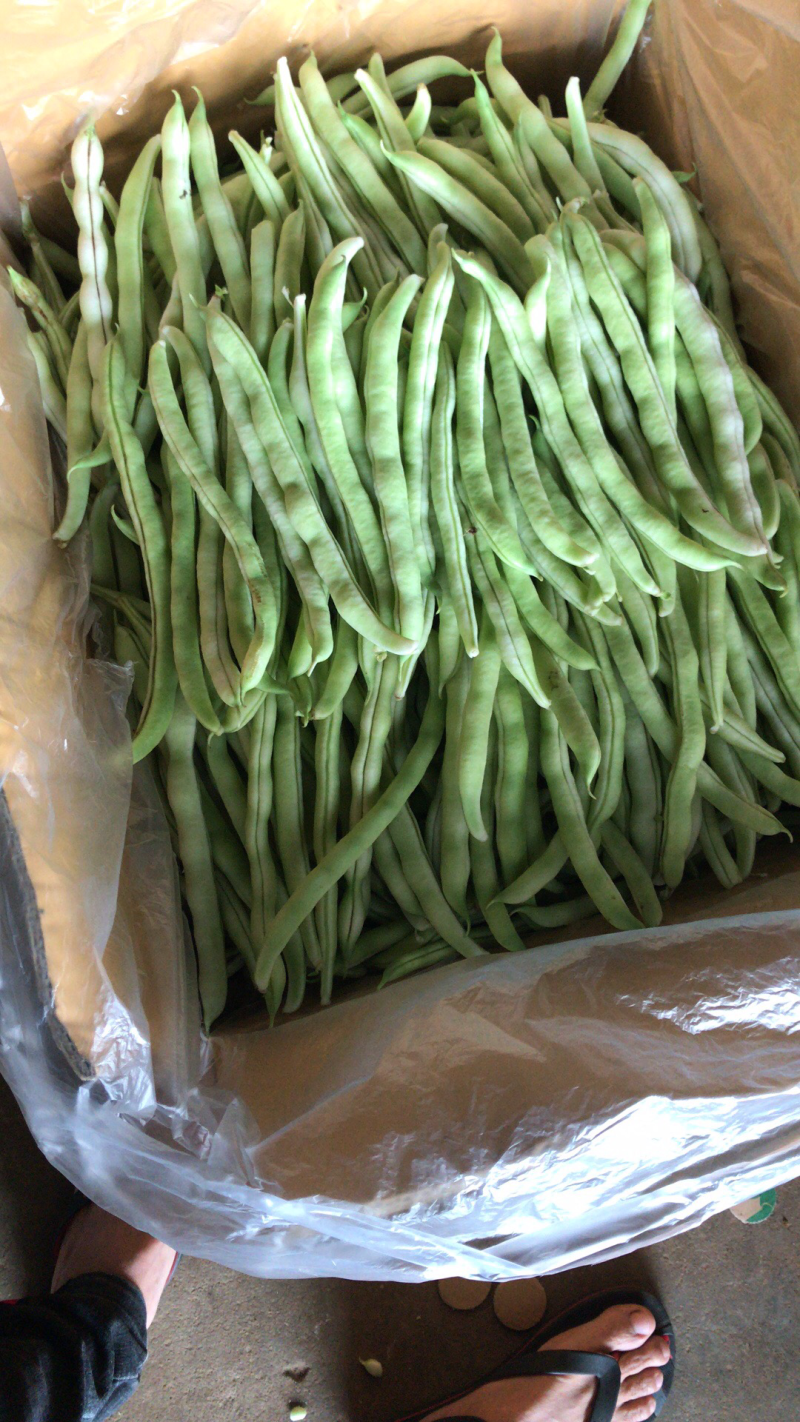 广东雷州四季豆大量上市！