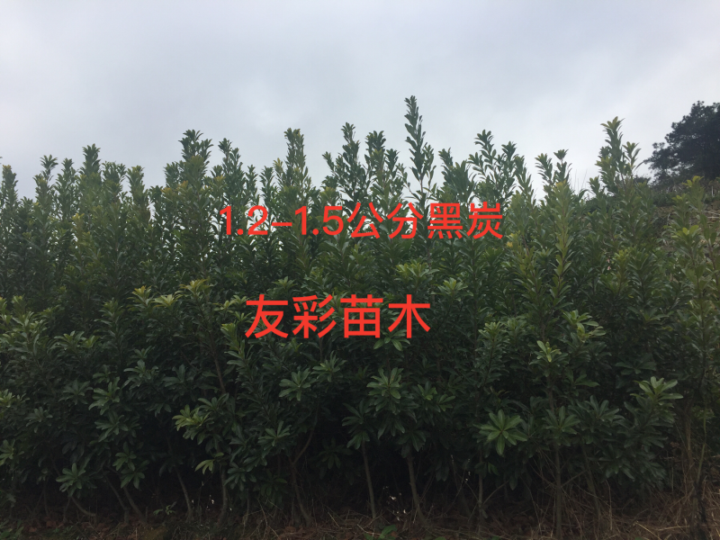 两年黑炭苗1.2-1.5公分
