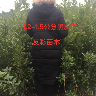 两年黑炭苗1.2-1.5公分