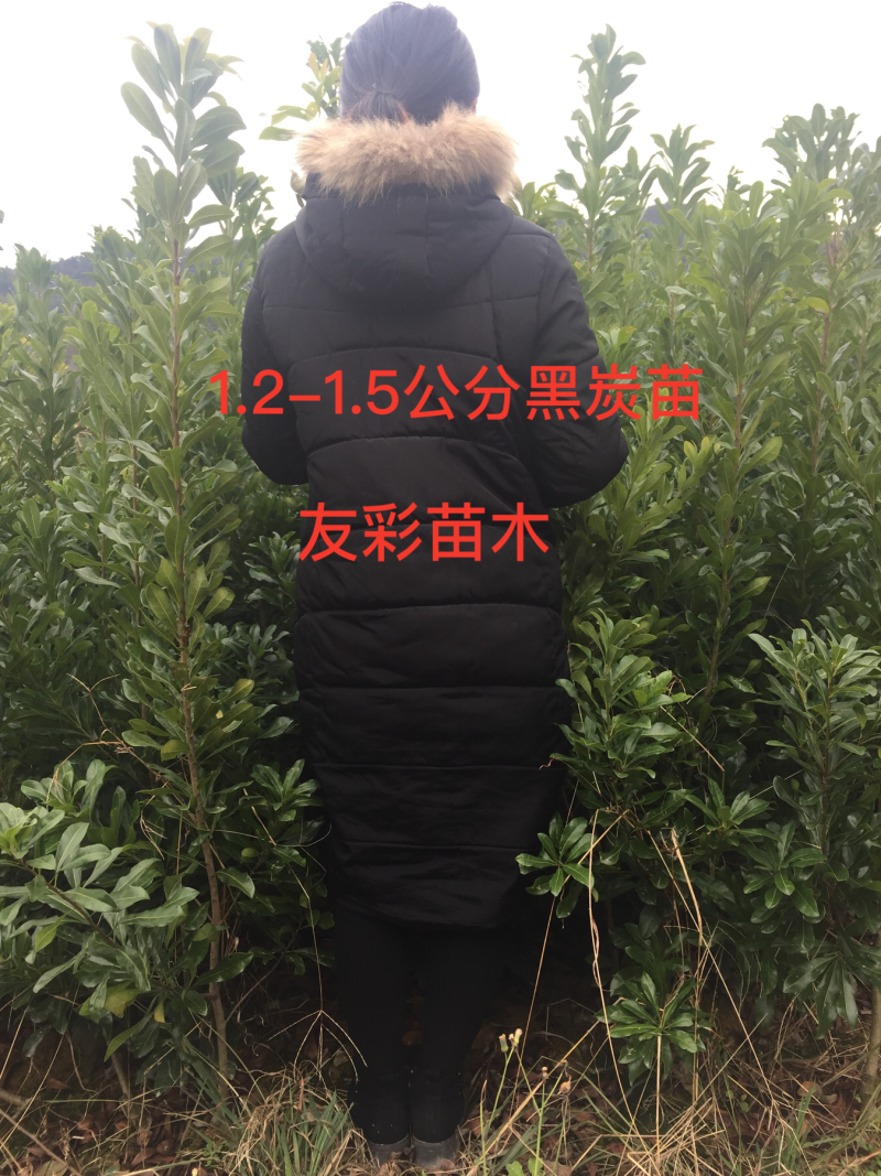 两年黑炭苗1.2-1.5公分