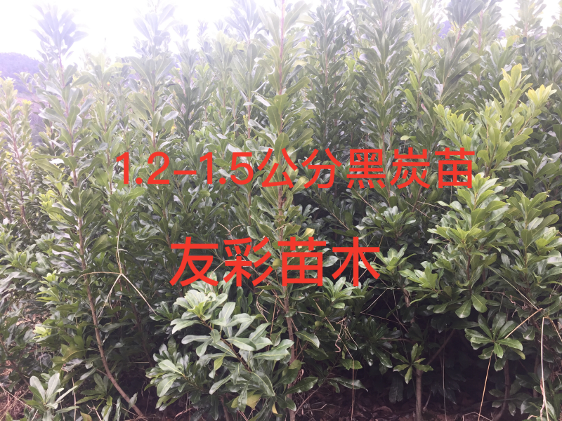 两年黑炭苗1.2-1.5公分