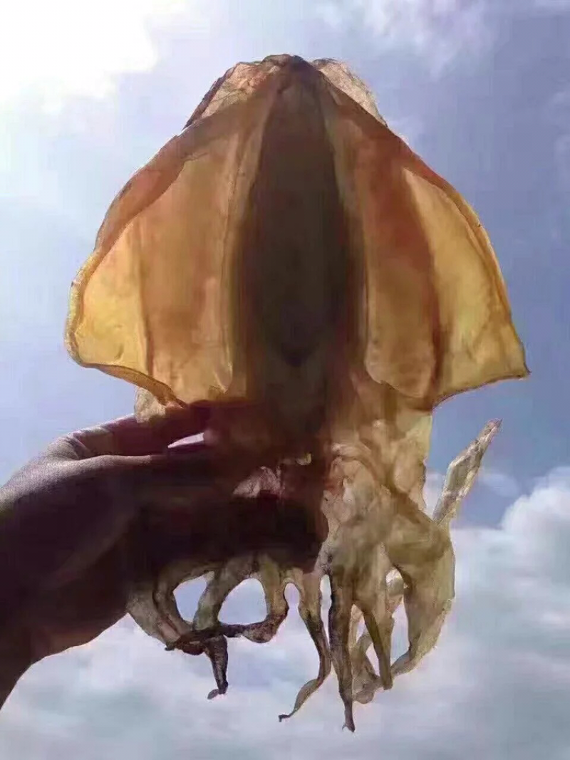 墨鱼干