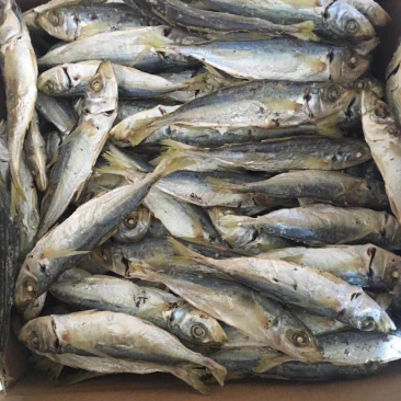 东山黄尾巴浪干
