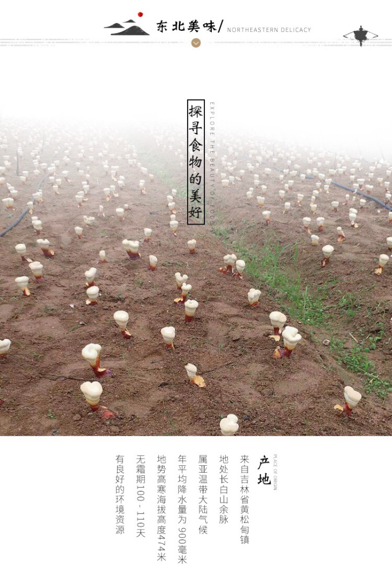 长白山灵芝片干货东北灵芝赤灵芝切片大量批发