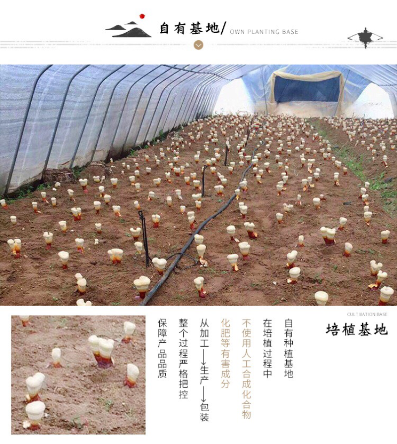 长白山灵芝片干货东北灵芝赤灵芝切片大量批发