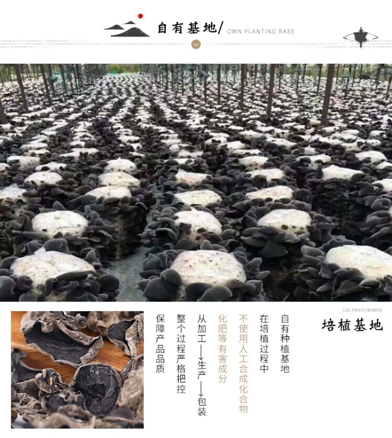 大量批发东北特产黑木耳泡发量大1:15倍