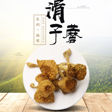 东北特产大量批发东北滑子蘑，滑子菇
