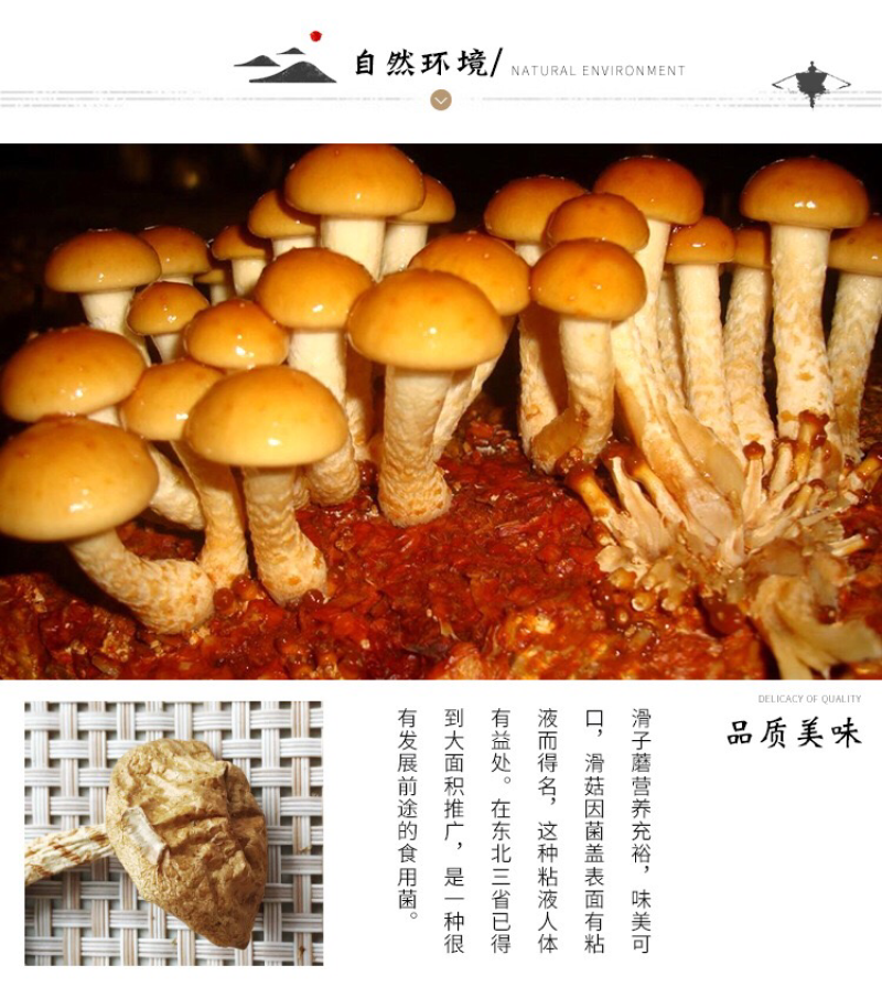 东北特产大量批发东北滑子蘑，滑子菇