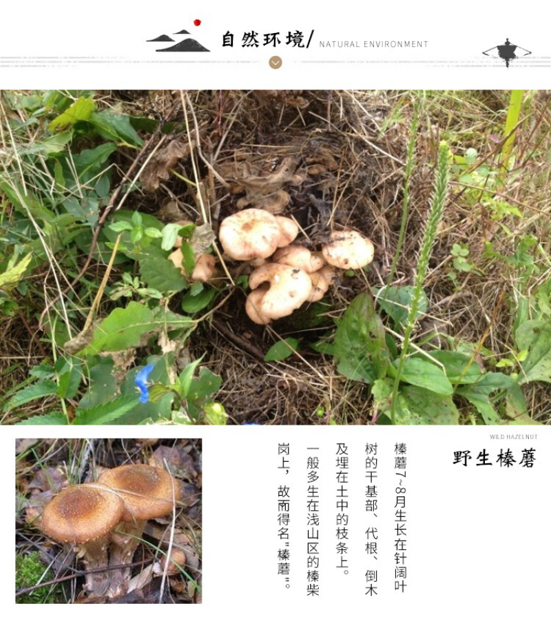 批发东北榛磨