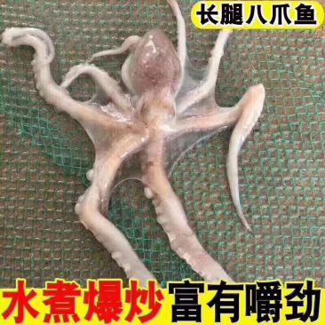海捕八爪鱼大长腿野生海捕