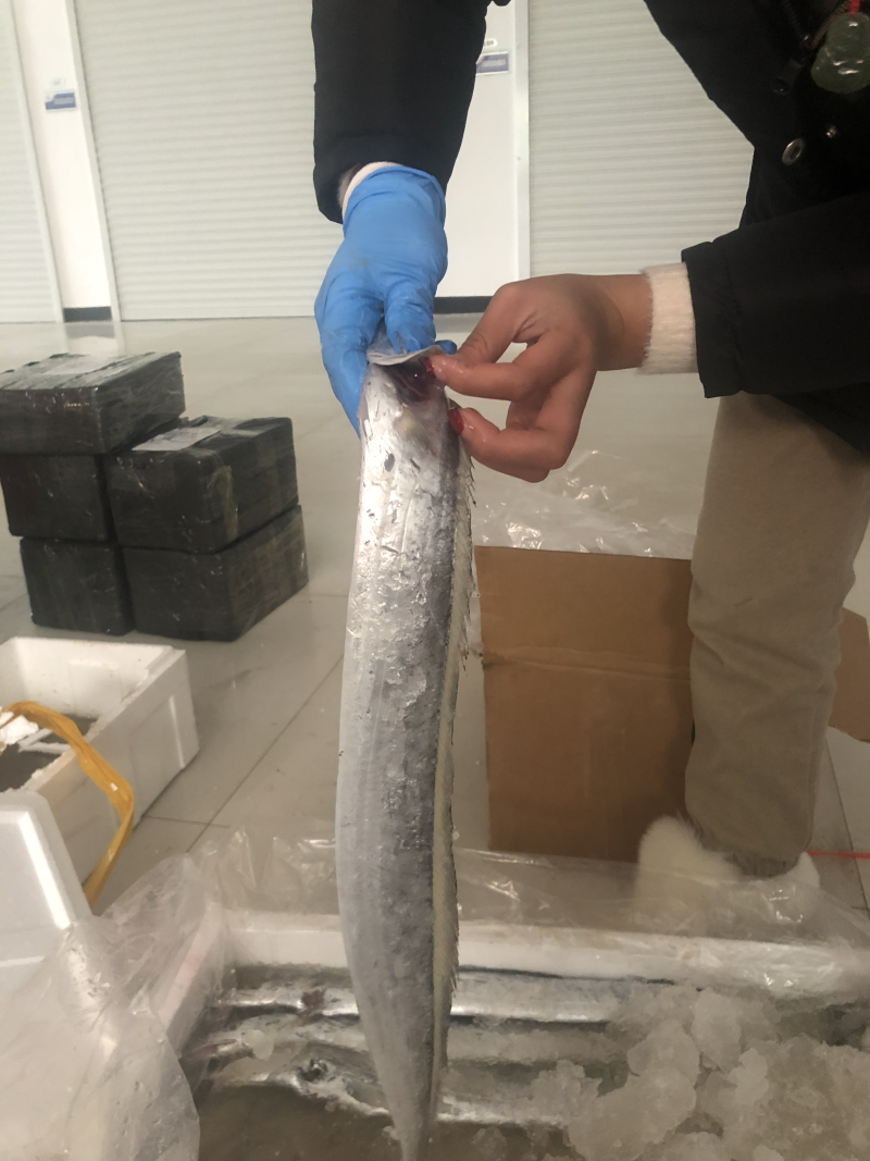 海捕新鲜带鱼精品带鱼