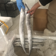 海捕新鲜带鱼精品带鱼