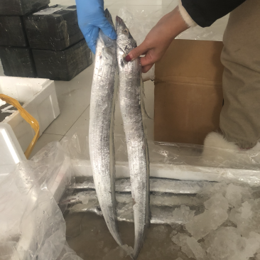 海捕新鲜带鱼精品带鱼