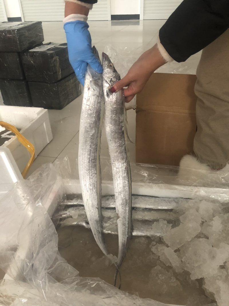 海捕新鲜带鱼精品带鱼