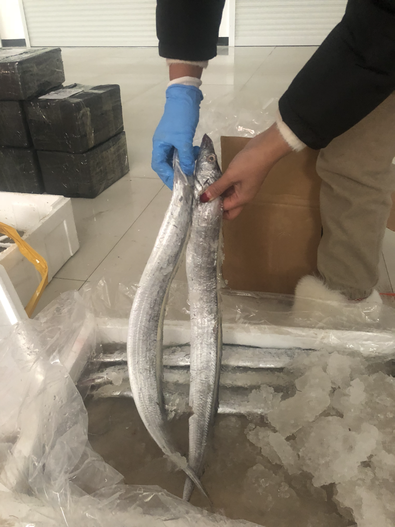 海捕新鲜带鱼精品带鱼