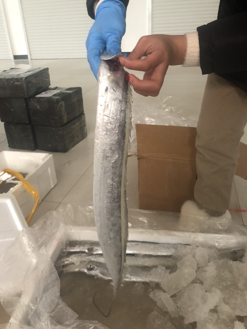 海捕新鲜带鱼精品带鱼