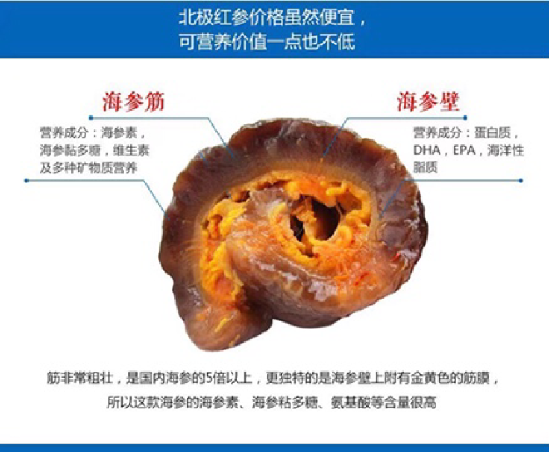 北极红海参