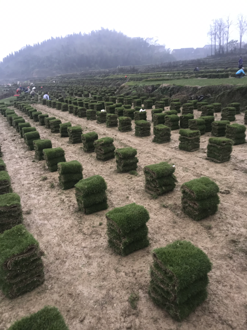 大量批发绿化草皮