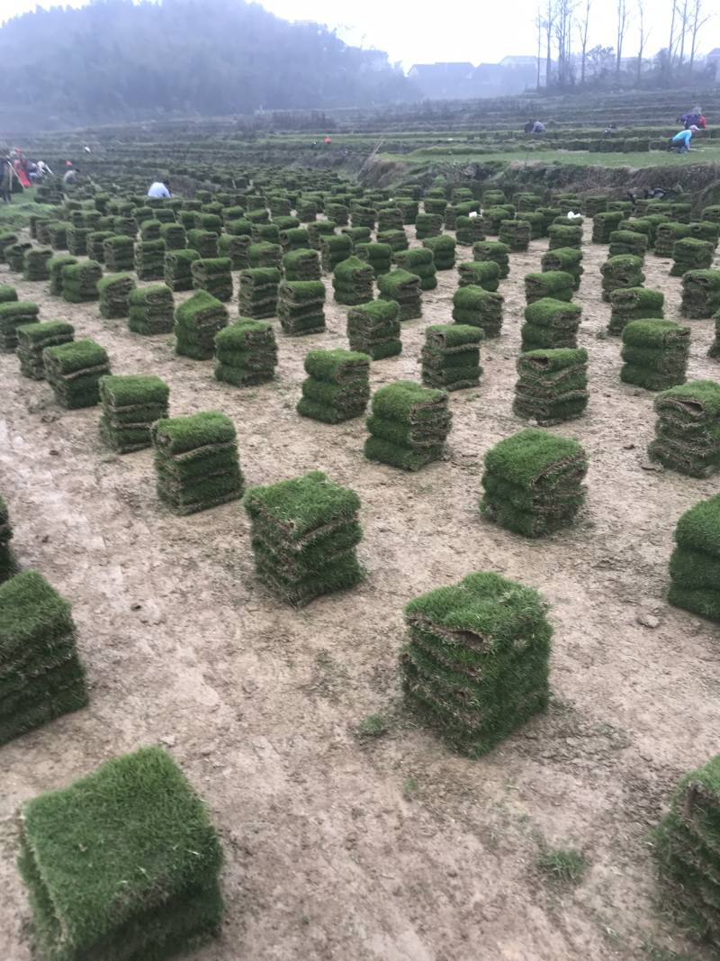 大量批发绿化草皮