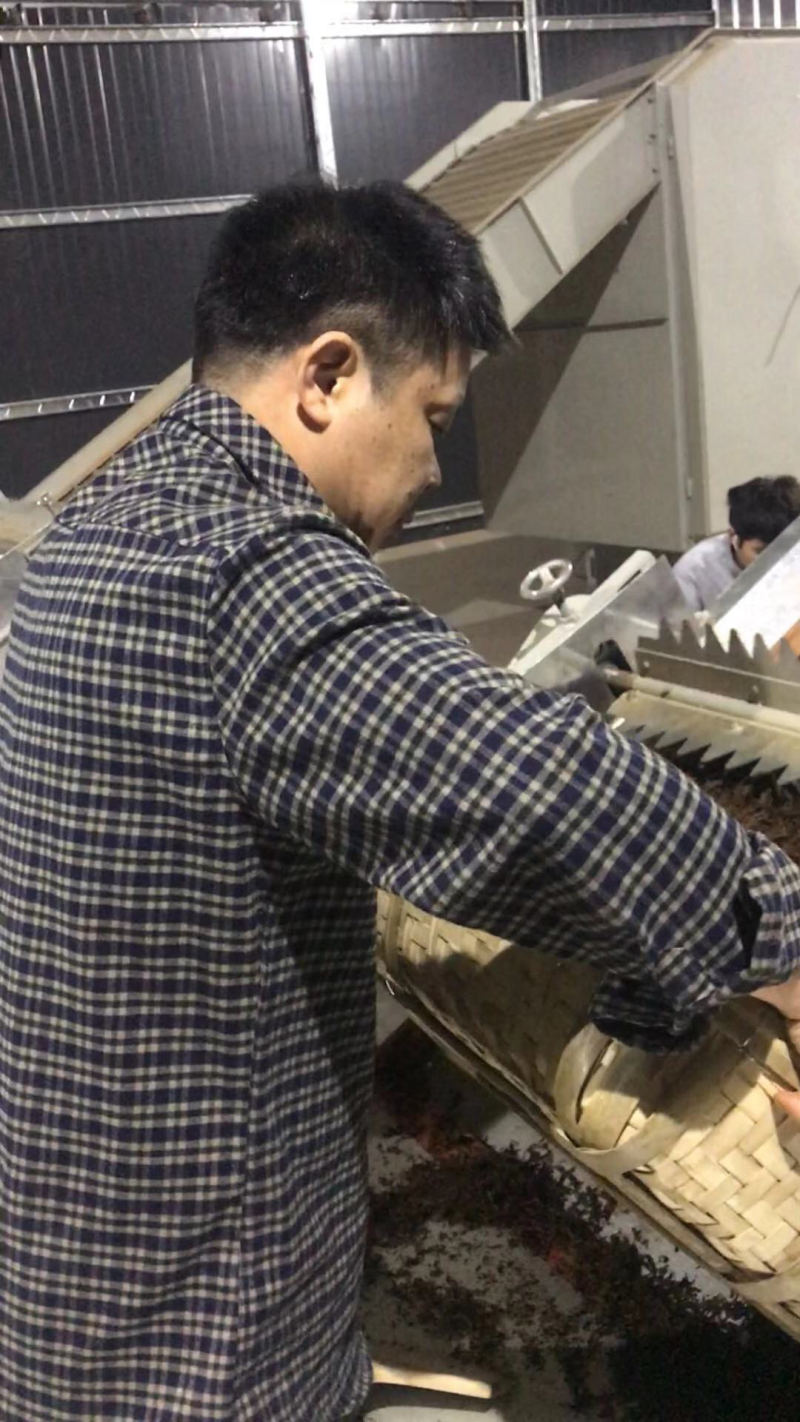 英红九号