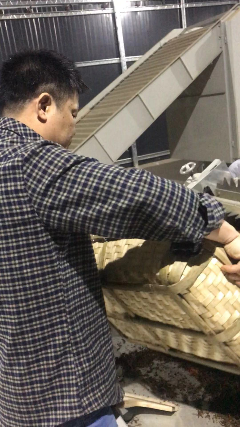 英红九号