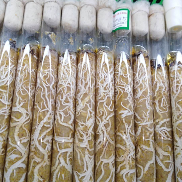 蜜环菌母种质优价廉现货供应
