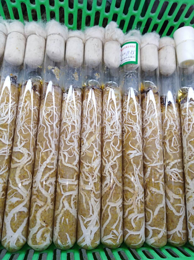 蜜环菌母种质优价廉现货供应