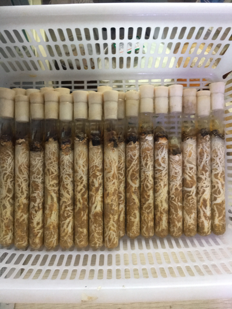 蜜环菌母种质优价廉现货供应
