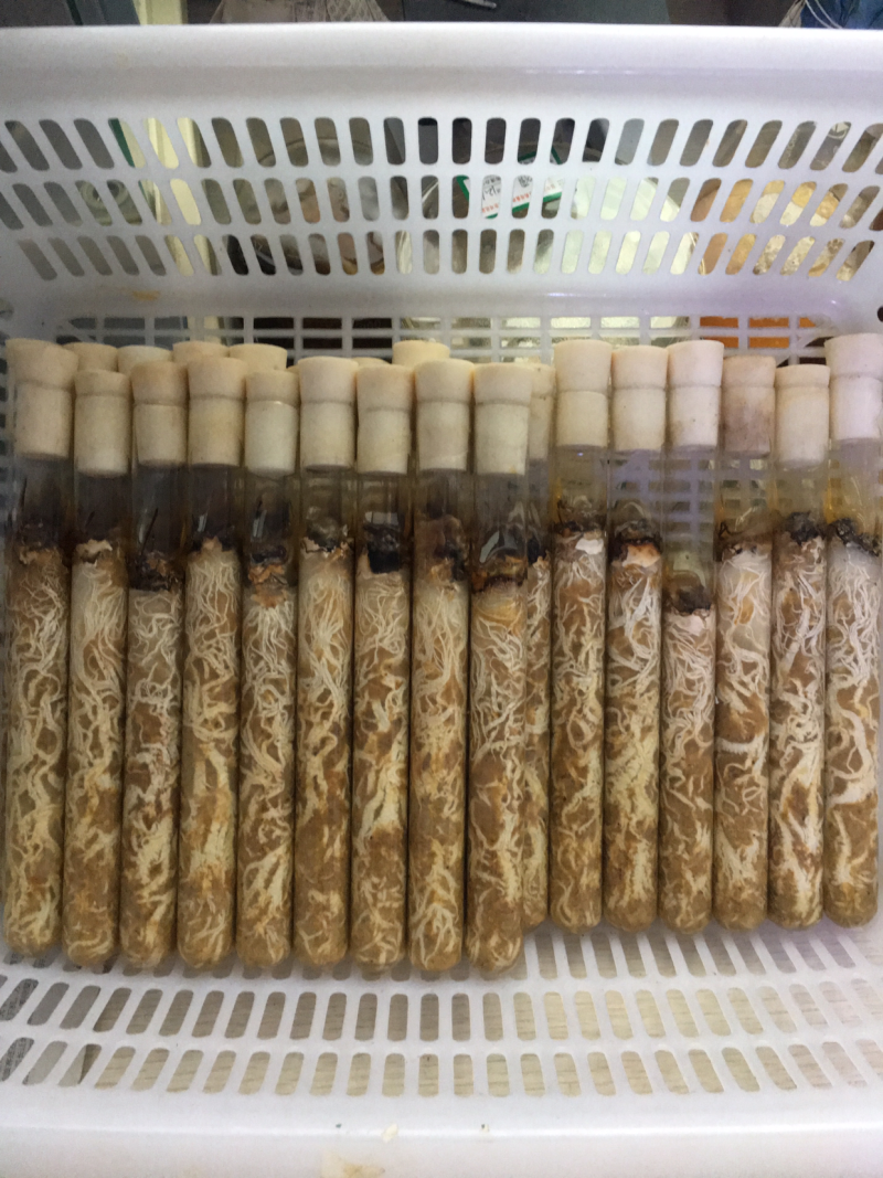 蜜环菌母种质优价廉现货供应
