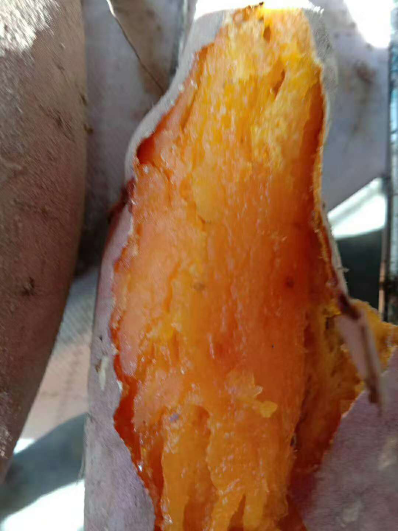 烟薯25烤薯蜜薯大量出货价格美丽，量大从优