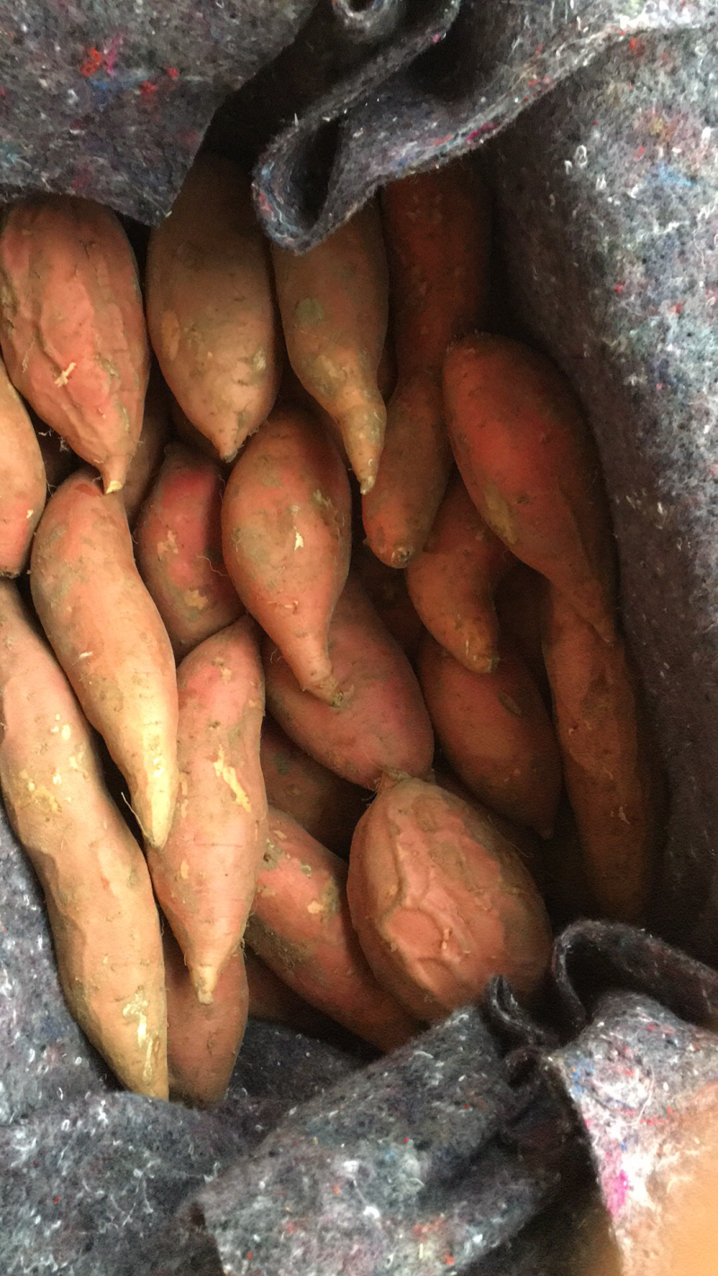 烟薯25烤薯蜜薯大量出货价格美丽，量大从优