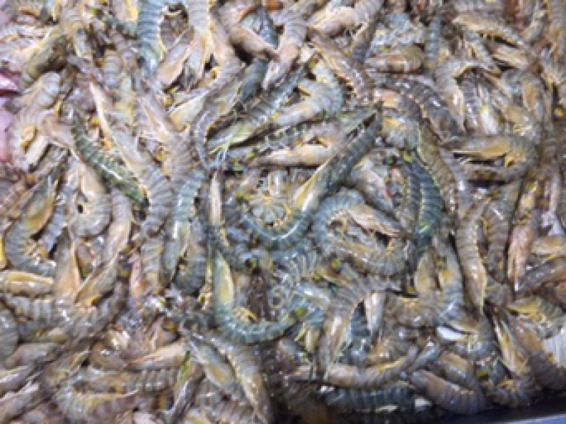 海鱼批发，深海鱼，小鱼，杂鱼，腊鱼，红鱼，花头鱼