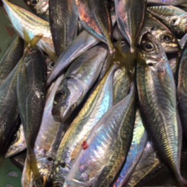 海鱼批发，深海鱼，小鱼，杂鱼，腊鱼，红鱼，花头鱼