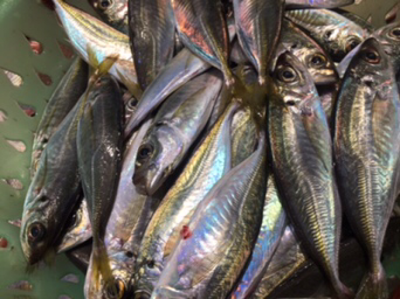 海鱼批发，深海鱼，小鱼，杂鱼，腊鱼，红鱼，花头鱼