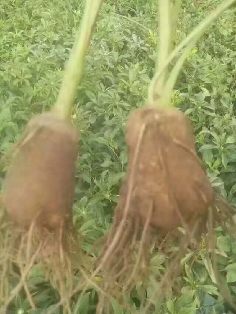 白术种子