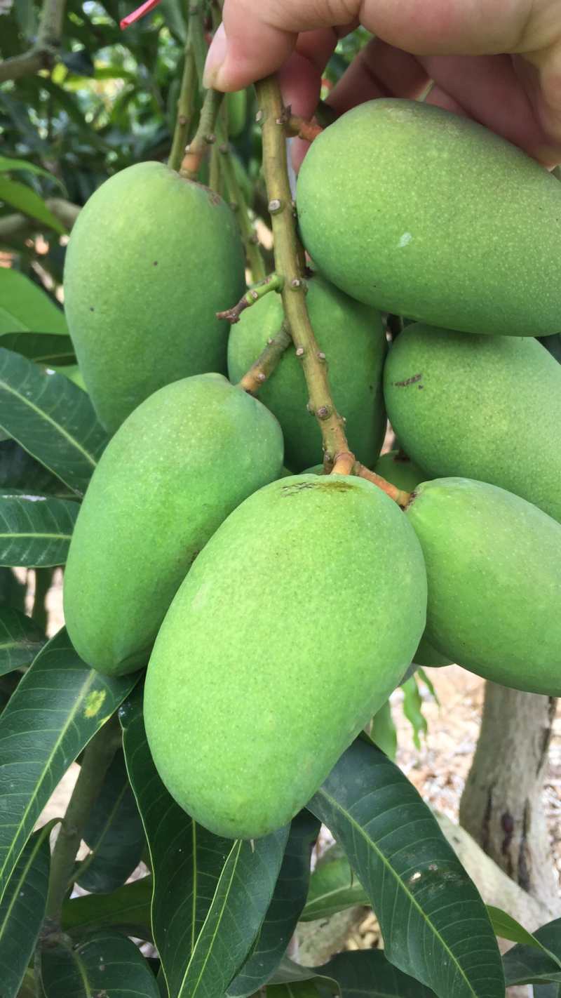 海南台农芒果一级果