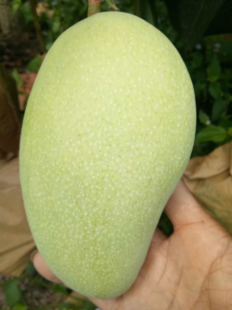 海南台农芒果一级果
