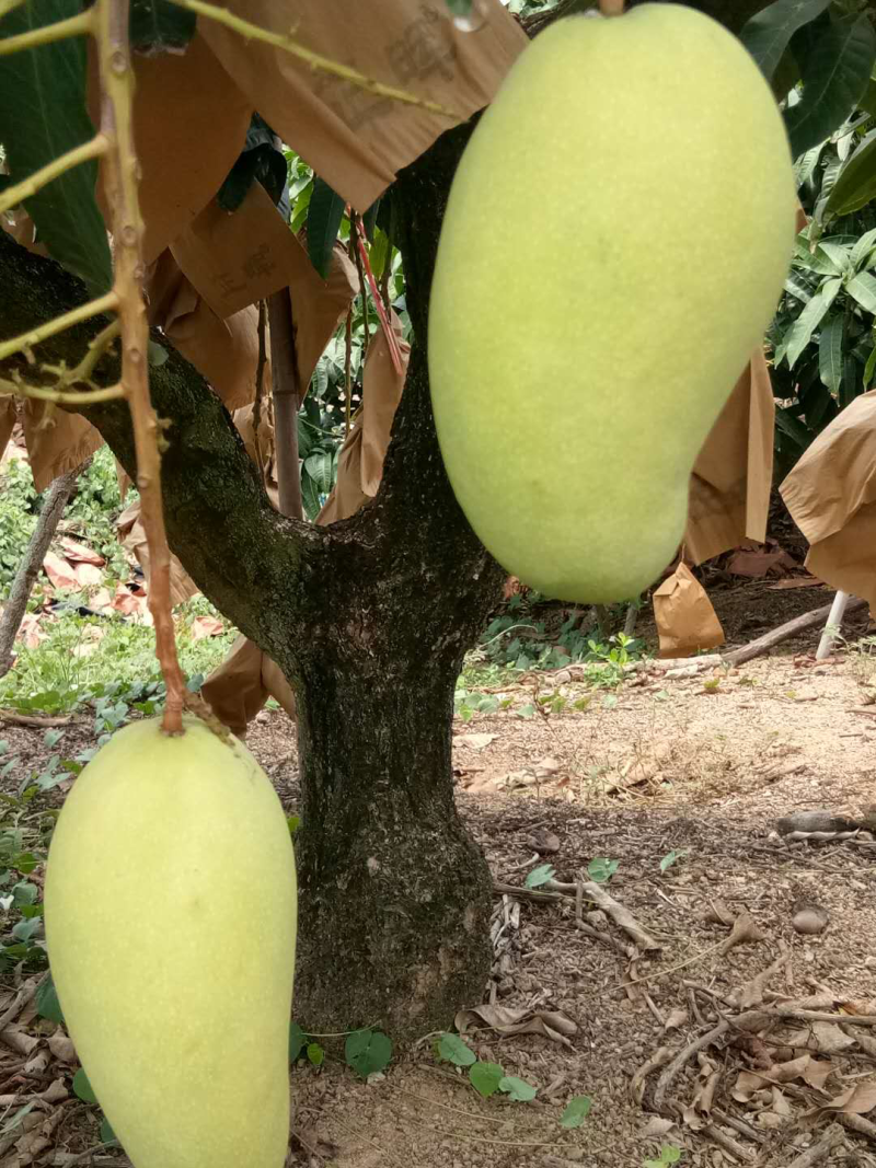 海南台农芒果一级果