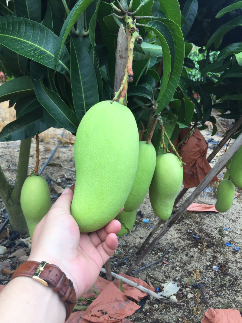 海南台农芒果一级果